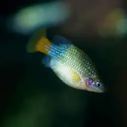 Redtail Splitfin, photo 2