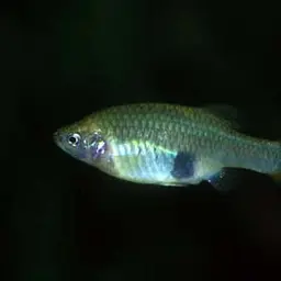 Redtail Splitfin, photo 3