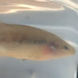 Redtail Splitfin, photo 4