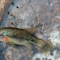 Redtail Splitfin, photo 5