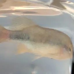 Redtail Splitfin, photo 6