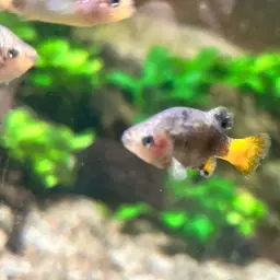 Redtail Splitfin, photo 7