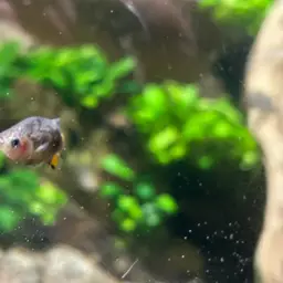 Redtail Splitfin, photo 8