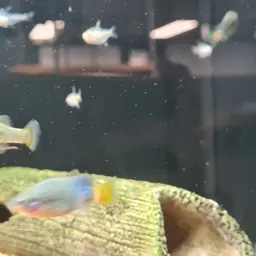 Redtail Splitfin, photo 9