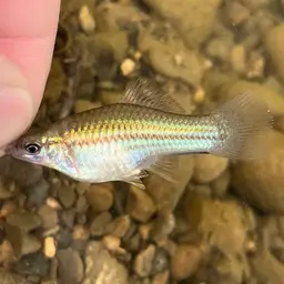 Red Lyretail Swordtail, photo 2