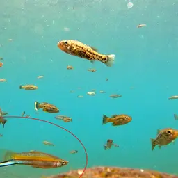 Red Lyretail Swordtail, photo 6