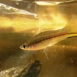 Red Lyretail Swordtail, photo 7