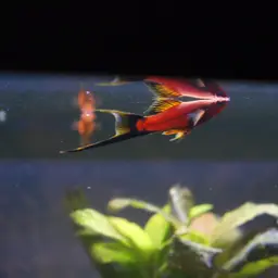 Red Lyretail Swordtail, photo 8