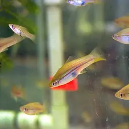 Red Lyretail Swordtail, photo 10