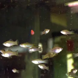 Red Lyretail Swordtail, photo 11