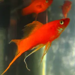 Swordtail, photo 11