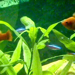 Swordtail, photo 12