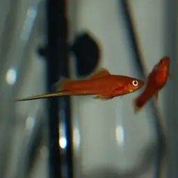 Swordtail