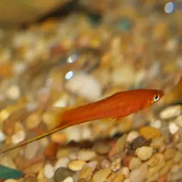 Swordtail, photo 2