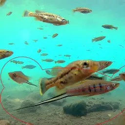 Swordtail, photo 4