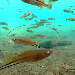 Swordtail, photo 6