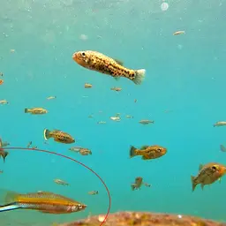 Swordtail, photo 7