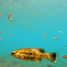 Swordtail, photo 8