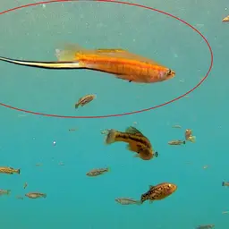 Swordtail, photo 9