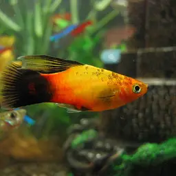 Platy, photo 8