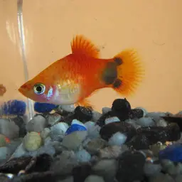 Platy, photo 9