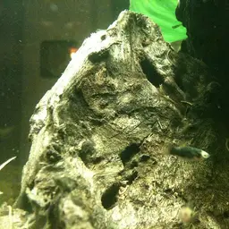 Platy, photo 11