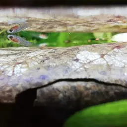 Platy, photo 12