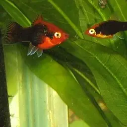 Platy, photo 2