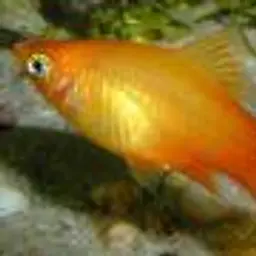 Platy, photo 3