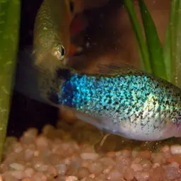 Platy, photo 4