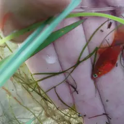 Platy, photo 5