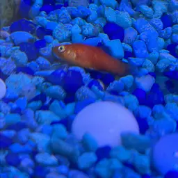 Platy, photo 6