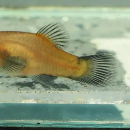 Platy, photo 7