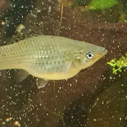 Catemaco Platyfish
