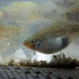 Catemaco Platyfish, photo 2