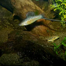 Montezuma Swordtail
