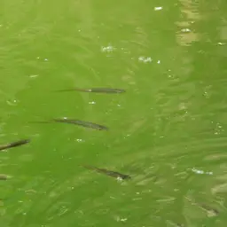 Montezuma Swordtail, photo 2