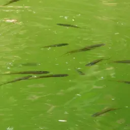 Montezuma Swordtail, photo 3