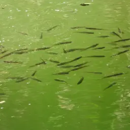 Montezuma Swordtail, photo 5