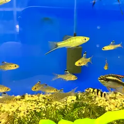 Montezuma Swordtail, photo 6