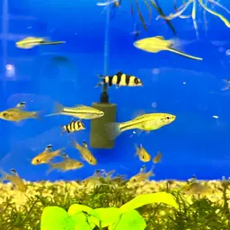 Montezuma Swordtail, photo 7