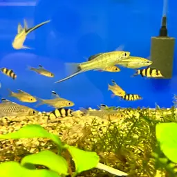 Montezuma Swordtail, photo 8