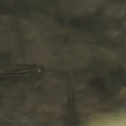 Montezuma Swordtail, photo 9