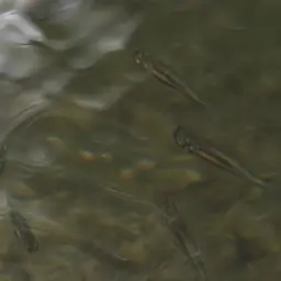 Montezuma Swordtail, photo 10