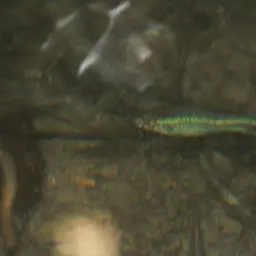 Montezuma Swordtail, photo 11