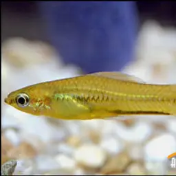 Pygmy Swordtail