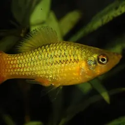 Variable Platyfish, photo 2