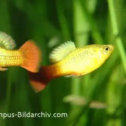 Variable Platyfish, photo 3