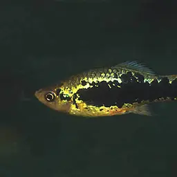 Variable Platyfish, photo 4