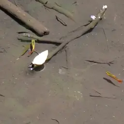 Variable Platyfish, photo 5